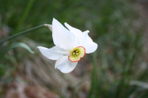 Narcissus poeticus (1) (1200 x 801)